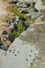 A Stunning Natural Rock Formation Featuring Lush Plant Growth and Intricate Drill Holes