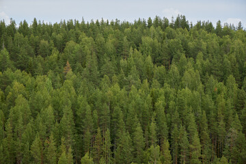 Fototapeta premium A Stunning and Lush Green Forest Landscape Filled with Dense and Vibrant Foliage