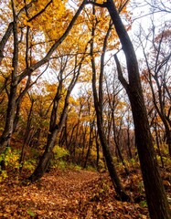 Fototapeta premium Autumn forest path (4)