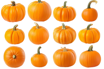 Twelve Orange Pumpkins Autumn Harvest Display