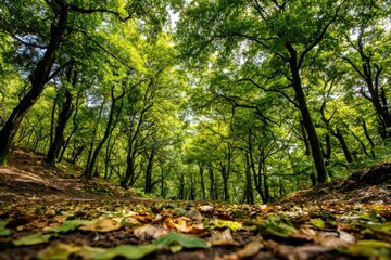 Lush green forest with sunlight filtering through the canopy, fallen leaves covering the ground, and tall trees creating a peaceful woodland scene