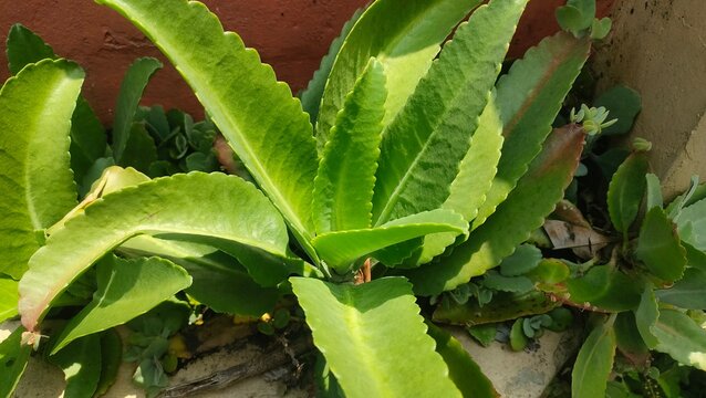 close up of a plant kalanchoe pinnata or bryophyllum pinnatum