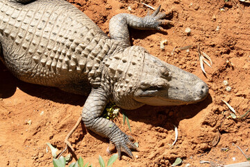 Alligators have a long, rounded snout that has upward facing nostrils at the end. 