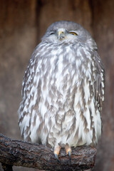 the barkig owl is perched on a branch