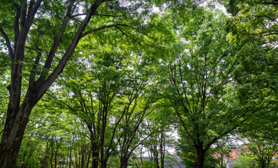 Green trees in Ueno Park, Tokyo