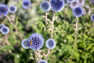Bee on Globe Thistle Flower in Summer Garden, Stockholm, Sweden
