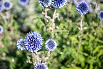 Globe Thistle Flowers in Summer Garden, Stockholm, Sweden