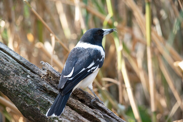 the pied butcher bird is perched on a branch