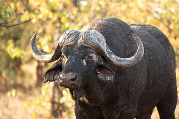 close up portrait of a Cape buffalo bull in the wild