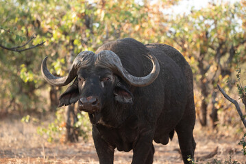 cape buffalo bull in the wild, photo taken in the moping woodlands of Kruger national park, South Africa