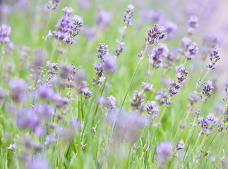 A beautiful field of purple lavender flowers in soft focus with a gentle, dreamlike feel, evoking a...