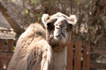 this is a close up of a camel
