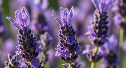 Obraz premium Close-up view of beautiful lavender flowers in full bloom