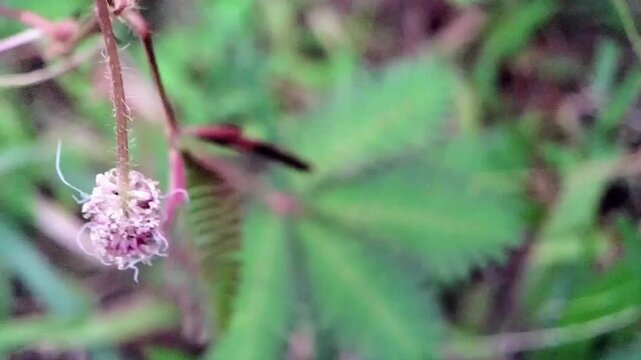 Closeup Macro Footage of Mimosa Pudica Plant Folds Its Leaves After Finger Touch in Nature
