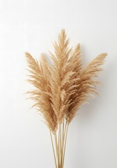 Fototapeta premium Elegant dried pampas grass arrangement against a minimalistic white background, perfect for decor