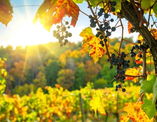 Obraz premium Autumn vineyard scene with grapes and sunlight
