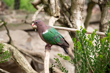 the emerald dove is perched on a tree branch