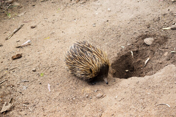 the short nosed echidna is looking for ants to eat