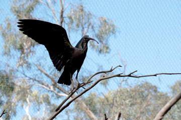 the glossy ibis has just landed on a branch