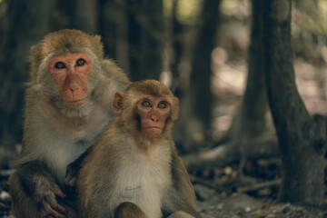 Behavior of macaques in the natural environment