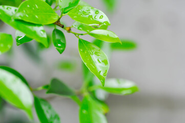 Obraz premium banyan tree or Ficus annulata or ficus bengalensis and rain droplet