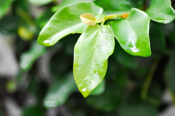 ficus pumila or climbing fig or MORACEAE and dew drop