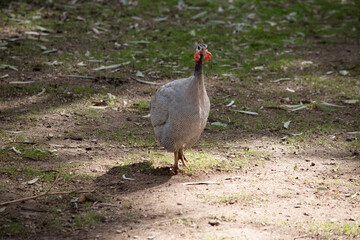 the helmeted guinea fowl is looking for food in the grass