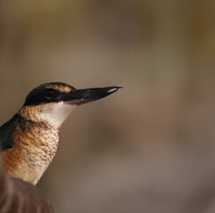 this is a side view of a kingfisher