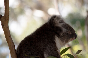 the is a side view of a koala eating a eucalypt leaf