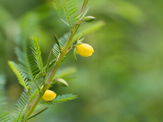 薬草のカワラケツメイの花