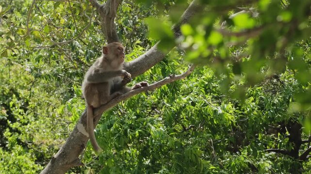 Behavior of macaques in the natural environment
