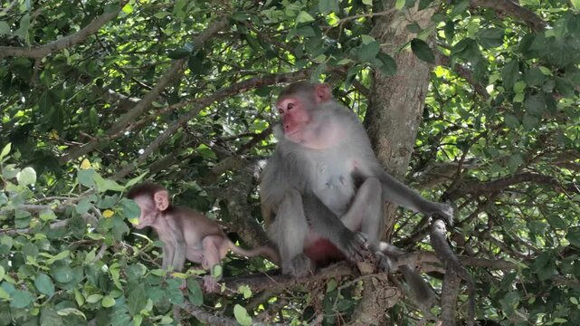 Behavior of macaques in the natural environment