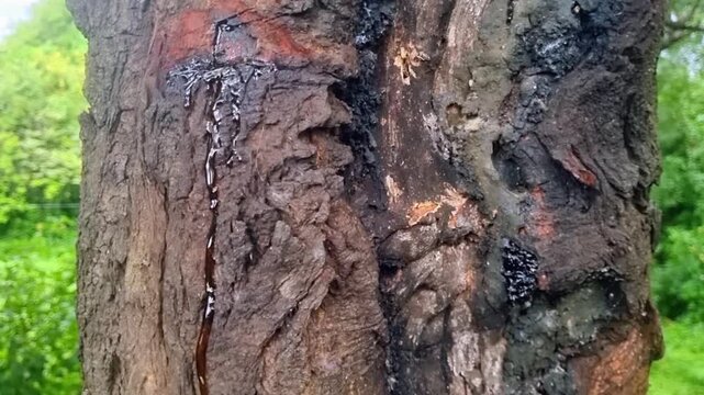 Gum arabic (Acacia gum/Babhul) oozes from Acacia tree bark. This sticky, natural exudate is common, often a response to tree stress, injury, or natural defense, and has diverse industrial uses.