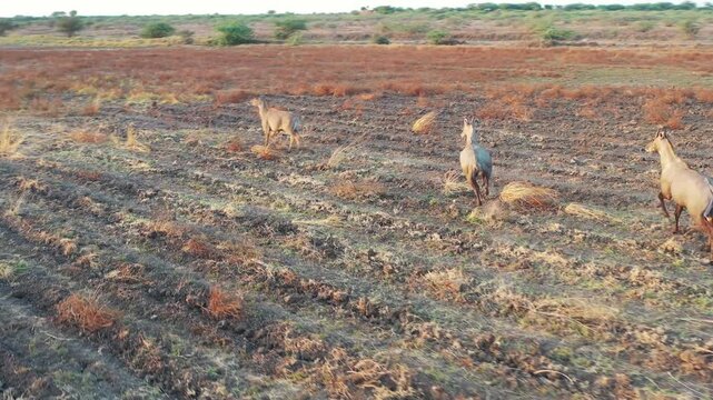 scared Nilgai group running in field Asian boselaphus tragocamelus, Nilgai animal