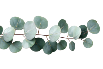 A sprig of eucalyptus leaves against a black background