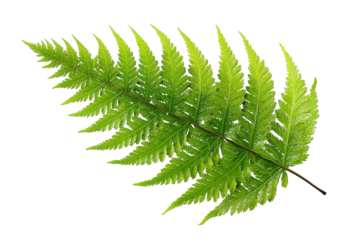 Close-up of a fern frond (1)