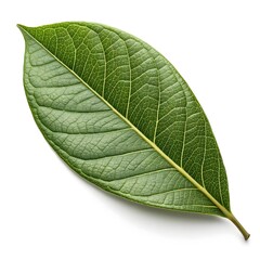 Obraz premium Devilwood Leaf Subtle Evergreen Elegance with Smooth Organic Texture and Rustic Natural Charm on White Background Highlighting Fresh Vitality and Minimalist Botanical Still Life