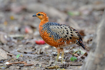 東南アジアの熱帯雨林で見られるオレンジの美しいウズラの仲間の鳥、アカチャシャコ