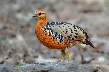 東南アジアの熱帯雨林で見られるオレンジの美しいウズラの仲間の鳥、アカチャシャコ