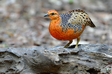 東南アジアの熱帯雨林で見られるオレンジの美しいウズラの仲間の鳥、アカチャシャコ