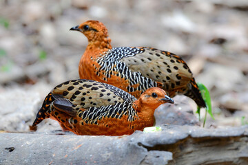 東南アジアの熱帯雨林で見られるオレンジの美しいウズラの仲間の鳥、アカチャシャコ