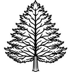 Fototapeta premium Dawn Redwood line art vector