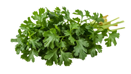 Obraz premium Fresh green cilantro leaves isolated on the transparent background, culinary herb for cooking, organic parsley, healthy ingredient, aromatic plant, vegetarian food trend