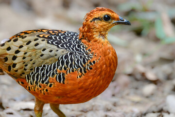 東南アジアの熱帯雨林で見られるオレンジの美しいウズラの仲間の鳥、アカチャシャコ
