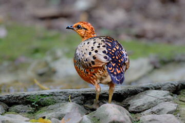 東南アジアの熱帯雨林で見られるオレンジの美しいウズラの仲間の鳥、アカチャシャコ