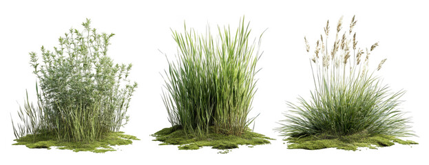 Three clumps of tall grasses, varying shades of green and white