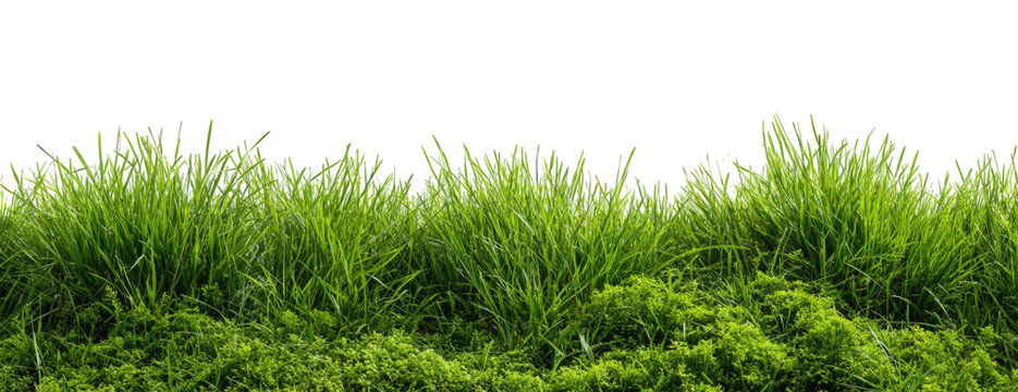 Lush green grass border