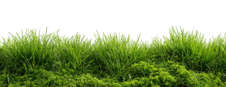 Lush green grass border