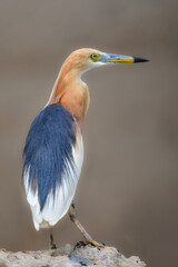 タイなど、東南アジアの水田や湿地で見られる赤く美しい極彩色の水辺の鳥ジャワアカガシラサギ