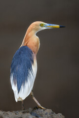 タイなど、東南アジアの水田や湿地で見られる赤く美しい極彩色の水辺の鳥ジャワアカガシラサギ